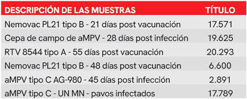 Primer plano sobre metapneumovirus aviar (AMPV) Primer plano metapneumovirus aviar 4