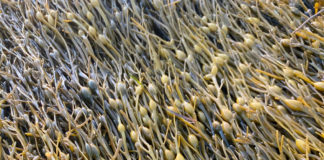 Soluciones naturales ayudan a los huertos a mantener la productividad incluso en situaciones de estrés