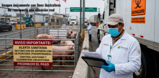 Sector Porcino. Suspensión de importaciones de EE.UU.