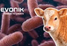 Uso de Bacillus amyloliquefaciens y otros probióticos en la crianza de becerras