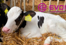 Uso de Bacillus amyloliquefaciens y otros probióticos en la crianza de becerras