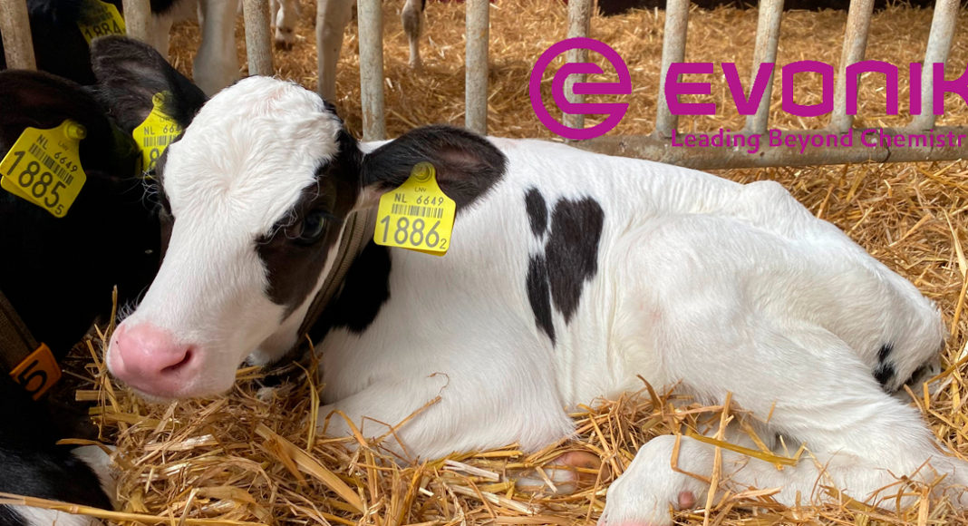Uso de Bacillus amyloliquefaciens y otros probióticos en la crianza de becerras