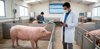 La Asociación IPVS México 2014 A.C. lanza la Convocatoria 2026 de Apoyo a la Investigación en el Área Porcina en México