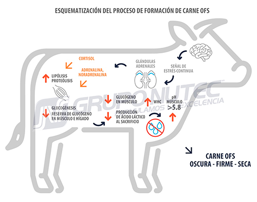 Efecto del estrés calórico durante el crecimiento y finalización de bovinos en engorda Efecto estres calorico durante crecimiento finalizacion bovinos engorda 8