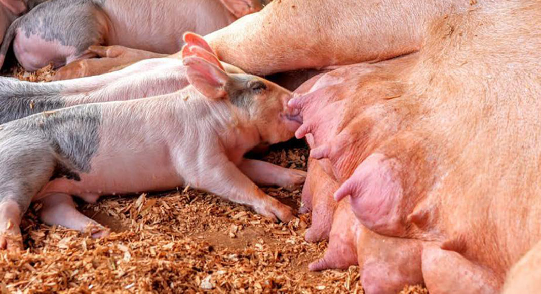 Evaluación del efecto de BcaterActive Dry sobre la incidencia de muertes súbitas en cerdas en lactancia