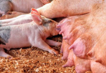 Evaluación del efecto de bacteractive sobre la incidencia de muertes súbitas en cerdas en lactancia