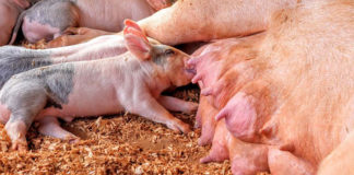 Evaluación del efecto de Bacteractive sobre la incidencia de muertes súbitas en cerdas en lactancia