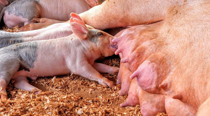 Evaluación del efecto de BcaterActive Dry sobre la incidencia de muertes súbitas en cerdas en lactancia