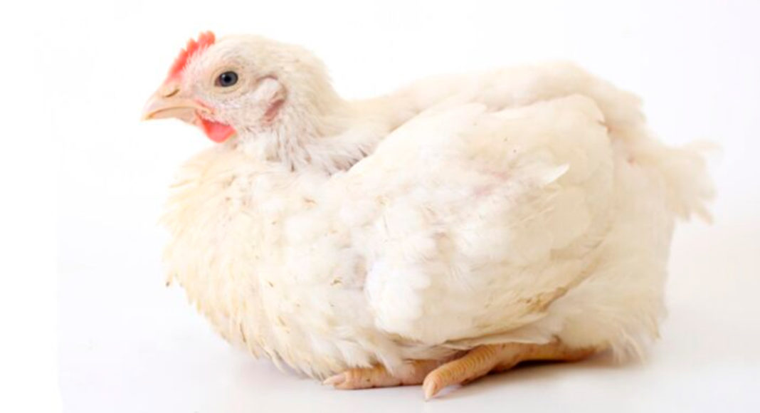 Importancia de las infecciones subclínicas por Mycoplasma gallisepticum en aves reproductoras