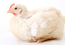 Importancia de las infecciones subclínicas por Mycoplasma gallisepticum en aves reproductoras