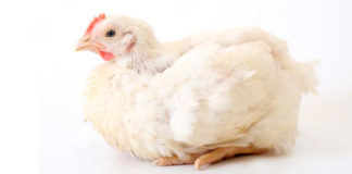 Importancia de las infecciones subclínicas por Mycoplasma gallisepticum en aves reproductoras