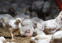 Muestreo de ooquistes de coccidia en campo