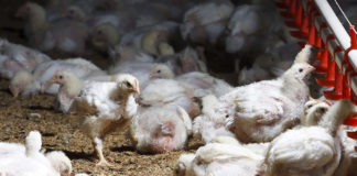 Muestreo de ooquistes de coccidia en campo
