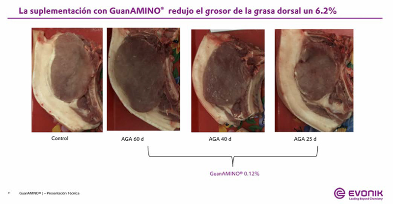 El Papel del Ácido Guanidinoacético (AGA) en la Finalización de Cerdos: Pequeños Cambios,Grandes Resultados. Papel acido Guanidinoacetico Finalizacion Cerdos Grandes Resultados 4
