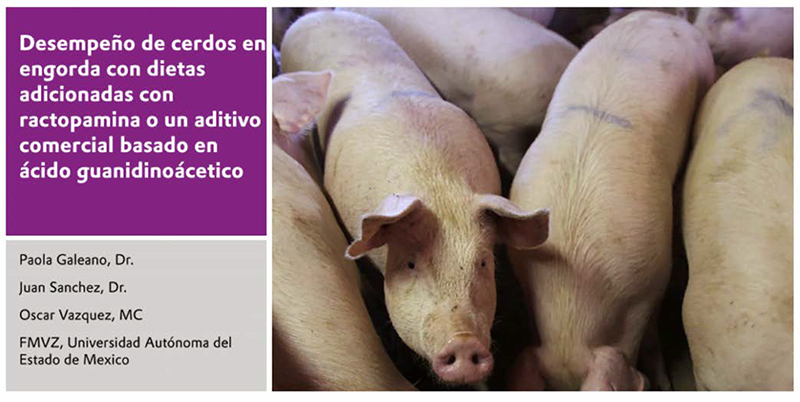 El Papel del Ácido Guanidinoacético (AGA) en la Finalización de Cerdos: Pequeños Cambios,Grandes Resultados. Papel acido Guanidinoacetico Finalizacion Cerdos Grandes Resultados 6
