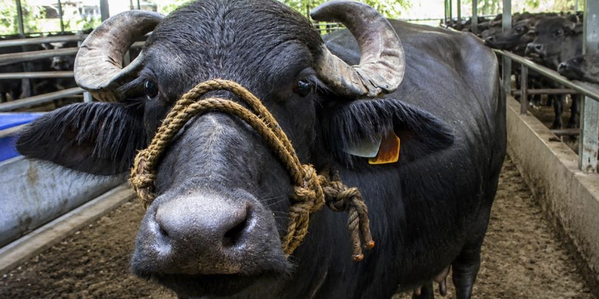 Producción mundial de leche de búfala (Bubalus bubalis) e importancia agroindustrial Produccion mundial leche bufala