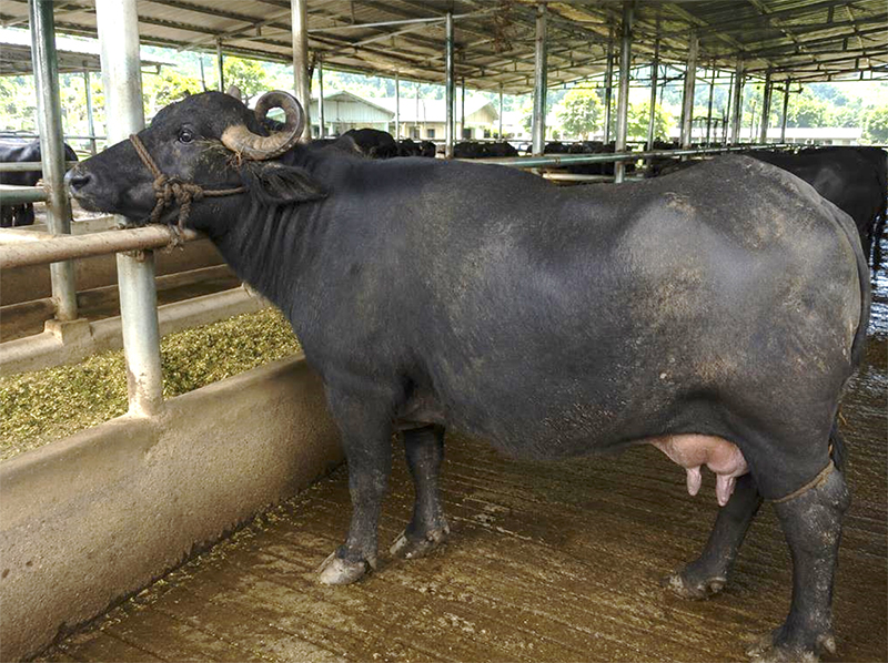 Producción mundial de leche de búfala (Bubalus bubalis) e importancia agroindustrial Produccion mundial leche bufala1