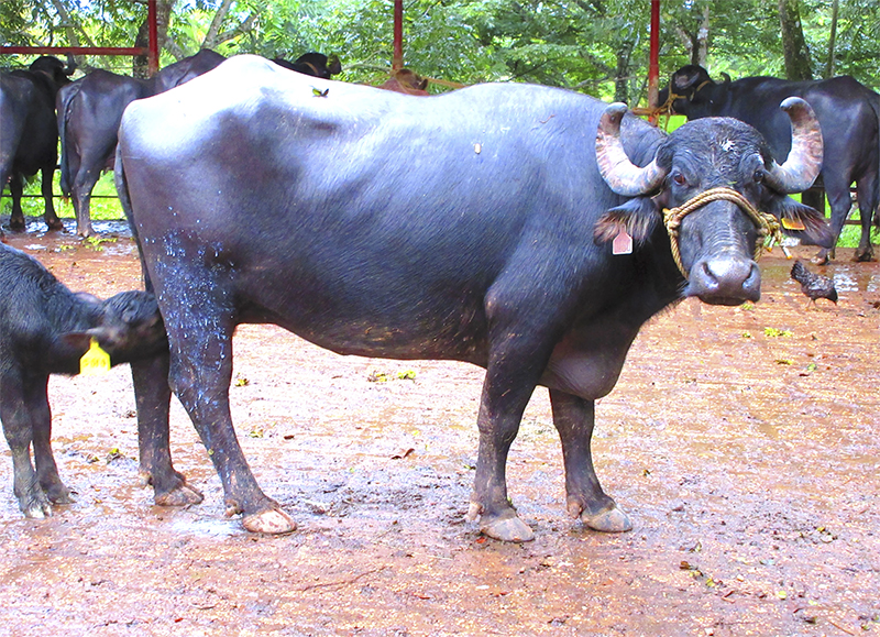 Producción mundial de leche de búfala (Bubalus bubalis) e importancia agroindustrial Produccion mundial leche bufala5