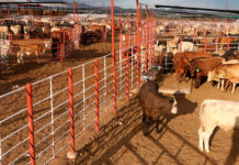 Suspenden México y Estados Unidos intercambio de animales vivos como medida precautoria por GBG