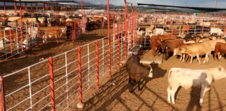 Suspenden México y Estados Unidos intercambio de animales vivos como medida precautoria por GBG