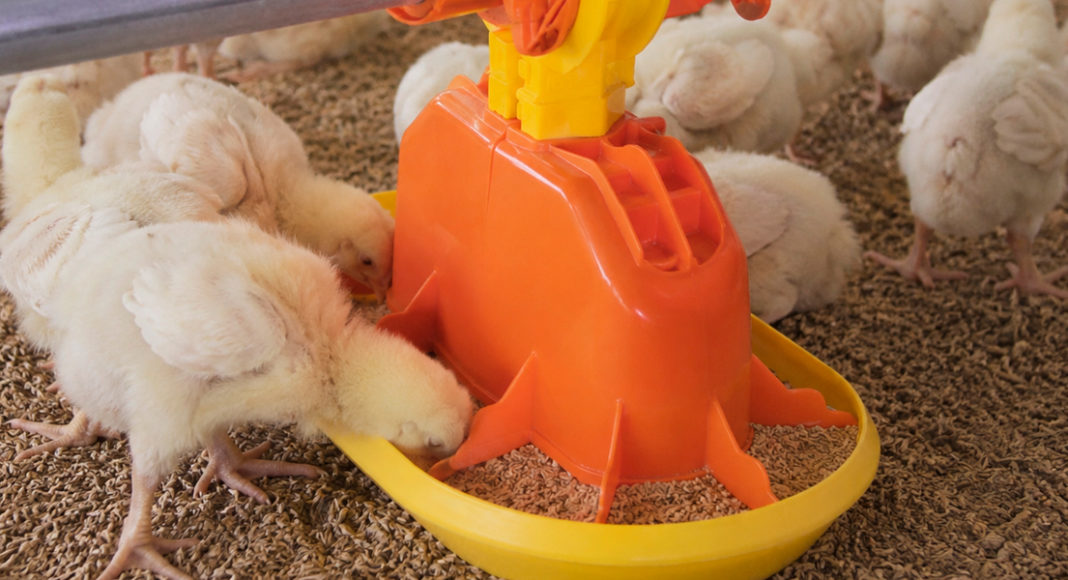 TURBOMATE TM80: Eficiencia en el arranque del pollito y control del desperdicio de alimento