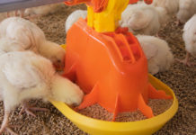 TURBOMATE TM80: Eficiencia en el arranque del pollito y control del desperdicio de alimento