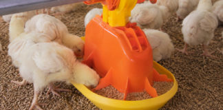 TURBOMATE TM80: Eficiencia en el arranque del pollito y control del desperdicio de alimento