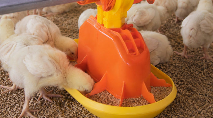 TURBOMATE TM80: Eficiencia en el arranque del pollito y control del desperdicio de alimento