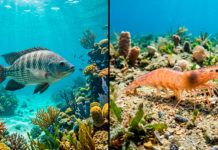Aguas revueltas: la acuacultura mexicana entre la inversión en tilapia y la crisis del camarón frente a las importaciones