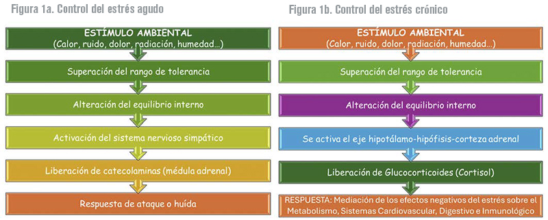 ¿La atención al binomio cerda-lechón puede contrarrestar el estrés pre y posparto? la atencion binomio cerda lechon 1