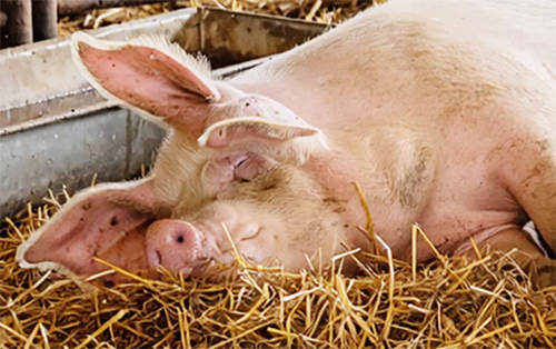 ¿La atención al binomio cerda-lechón puede contrarrestar el estrés pre y posparto? la atencion binomio cerda lechon 2