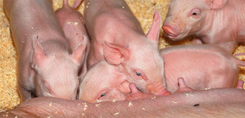 ¿La atención al binomio cerda-lechón puede contrarrestar el estrés pre y posparto? la atencion binomio cerda lechon 3