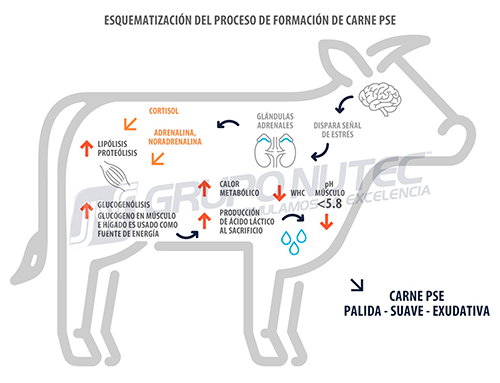 Efecto del estrés calórico durante el crecimiento y finalización de bovinos en engorda y37rUxem Efecto estres calorico durante crecimiento finalizacion bovinos engorda 7