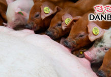 Productores porcinos europeos mejoran la supervivencia del lechón con DanBred