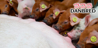 Productores porcinos europeos mejoran la supervivencia del lechón con DanBred