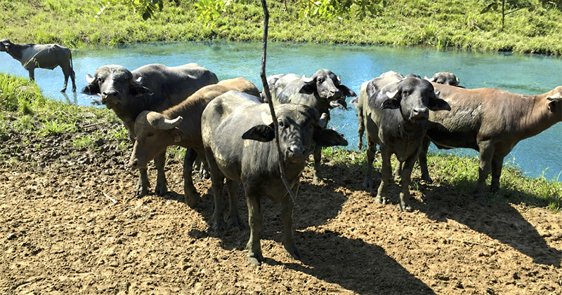 Sistemas bufalinos agroecológicos: adaptación ambiental, conservación ecosistémica y desafíos para la sostenibilidad 2TMWNw0Y Sistemas bufalinos agroecologicos4