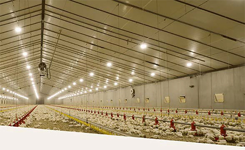 7 Formas en que los ciclos de luz mejoran la salud animal y aumentan la productividad 7 FORMAS EN QUE LOS CICLOS DE hato lighting 2