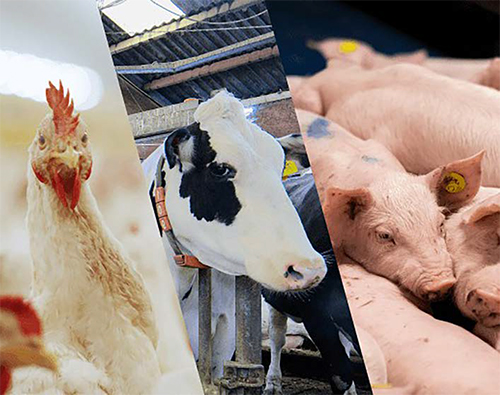 7 Formas en que los ciclos de luz mejoran la salud animal y aumentan la productividad 7 FORMAS EN QUE LOS CICLOS DE hato lighting 5