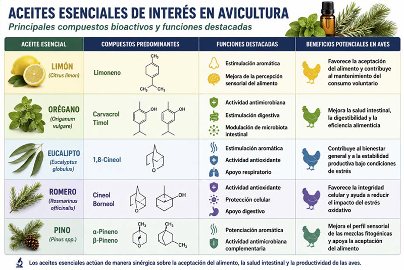 Aceites esenciales: más allá de la salud intestinal Aceites esenciales salud intestinal 4