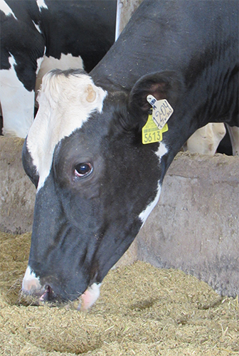 Beneficios del uso de antioxidantes en animales de granja Beneficios uso antioxidantes animales granja 2