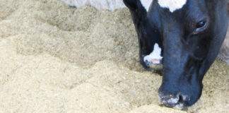 Beneficios del uso de antioxidantes en animales de granja