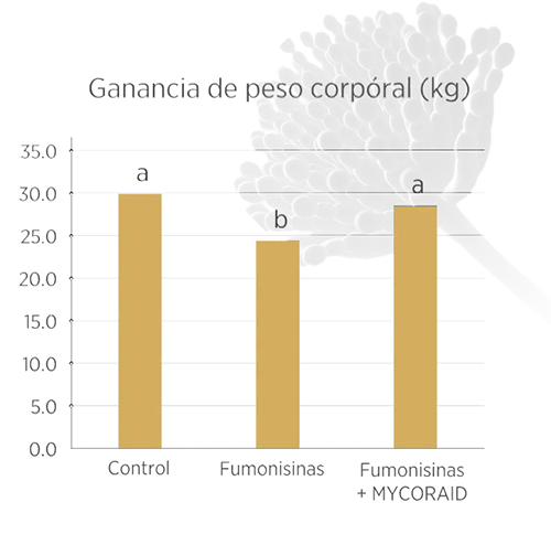 Fumonisinas en cerdos: por qué el control fundamental comienza con MYCORAID Fumonisinas en cerdos AP NUTRITION 1
