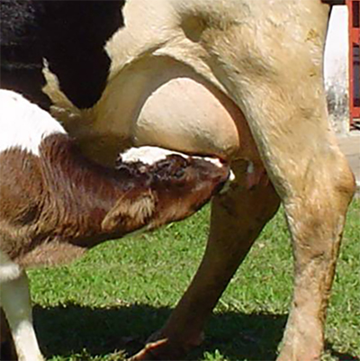 Guía de la alimentación de becerras de lechería del nacimiento al destete Gua alimentacion becerras lecheria 1