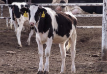 Guía de la alimentación de becerras de lechería del nacimiento al destete