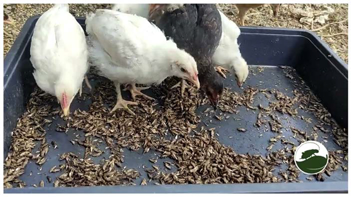 Harina de grillo (Acheta domesticus) en gallinas de engorda y ponedoras Harina grillo Acheta domesticus gallinas engorda ponedoras 1