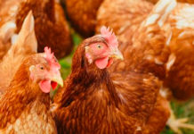 México encabeza el top 5 de los países con mayor producción de huevo en América Latina