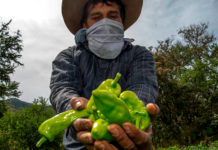 México logra cifra récord de 184 mdd en envío de alimentos al Reino Unido