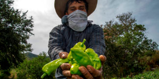 México logra cifra récord de 184 mdd en envío de alimentos al Reino Unido Contacto Mexico logra cifra record 184 mdd alimentos Reino Unido