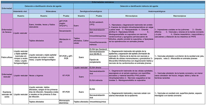 Principales lesiones de las enfermedades virales exóticas de cerdos Principales lesiones enfermedades virales exoticas cerdos3