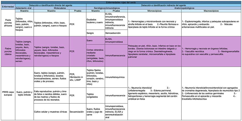 Principales lesiones de las enfermedades virales exóticas de cerdos Principales lesiones enfermedades virales exoticas cerdos6